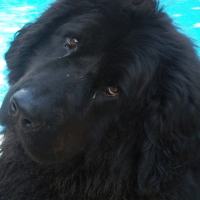 Photo #192878 de Appy