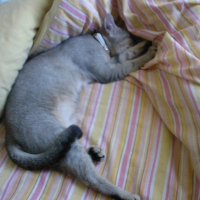 Photo #192880 de Charone