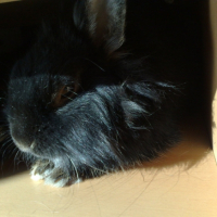 Photo #192883 de Raoul