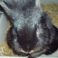 Photo #192886 de Raoul