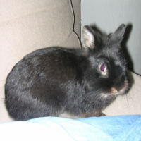 Photo #192890 de Raoul