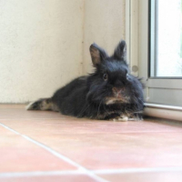 Photo #192894 de Raoul