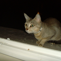 Photo #192897 de Charone