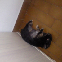 Photo #192899 de Raoul
