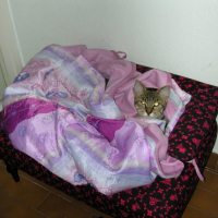 Photo #192903 de Blaise
