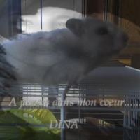 Photo #192907 de Dina