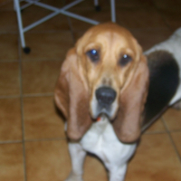 Photo #192925 de Dora