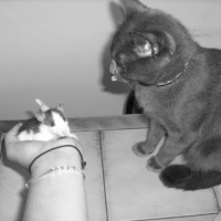 Photo #192999 de Foufoune