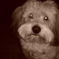 Photo #193018 de Cidjey