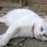 Photo #193032 de Blanco