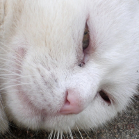 Photo #193034 de Blanco