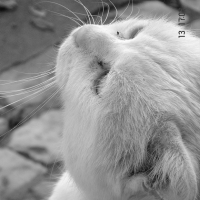 Photo #193040 de Blanco