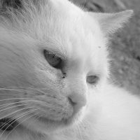 Photo #193053 de Blanco