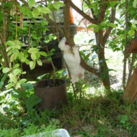 Photo #193099 de Bibik
