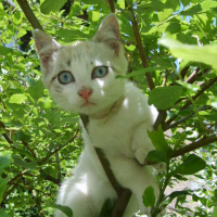 Photo #193101 de Bibik