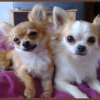 chichi1