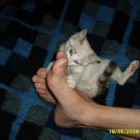Photo #193104 de Bibik