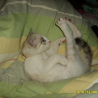 Photo #193108 de Bibik