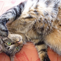 Photo #193143 de Clovis