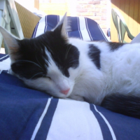 Photo #193149 de Minette