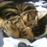 Photo #193204 de Noisette