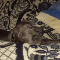 Photo #193211 de Dyna