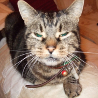 Photo #193216 de Noisette