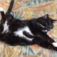Photo #193218 de O'maley