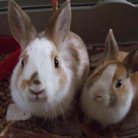 Photo #193231 de Caramel et pistache