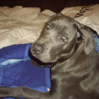 Photo #193232 de Dyna