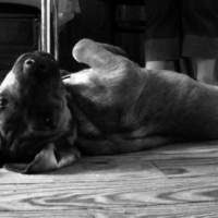 Photo #193258 de Eïachann