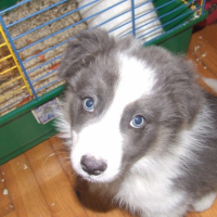 Photo #193263 de Chinoock