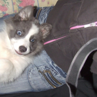 Photo #193265 de Chinoock
