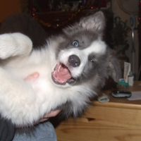 Photo #193266 de Chinoock