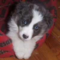 Photo #193267 de Chinoock