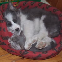 Photo #193270 de Chinoock