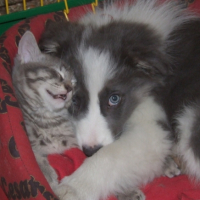 Photo #193271 de Chinoock
