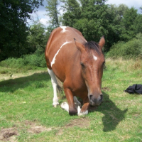 Photo #193309 de Scheyenne de velle