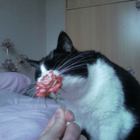 Photo #193319 de Salem