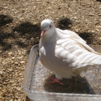 Photo #193321 de Cocotte
