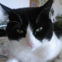 Photo #193322 de Salem