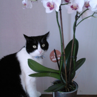Photo #193325 de Salem