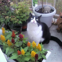 Photo #193326 de Salem