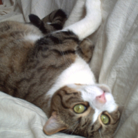 Photo #193337 de Canail