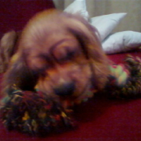 Photo #193353 de Enzo