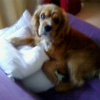 Photo #193355 de Enzo