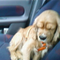 Photo #193356 de Enzo