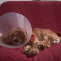 Photo #193360 de Enzo