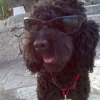 Rayban