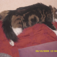 Photo #193387 de Sharass